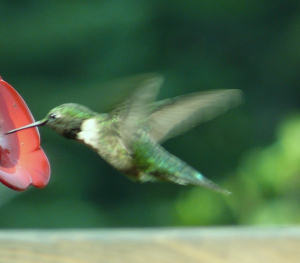 I could sit for hours and watch the humming birds