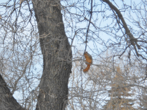 The squirrel looking down on us