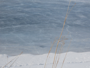 Grass beside the frozen pond