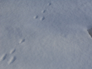 Foot prints in the snow
